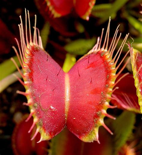 venus swallow|Venus Flytrap .